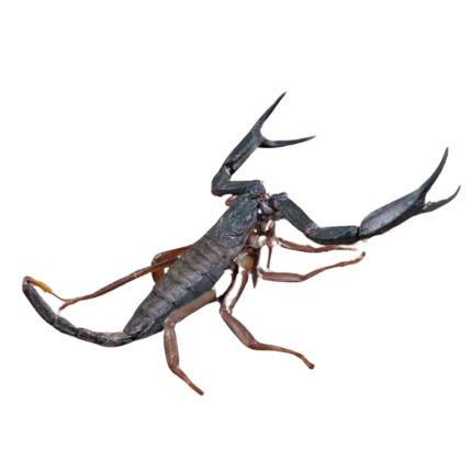 Thailand Flat Rock Scorpion