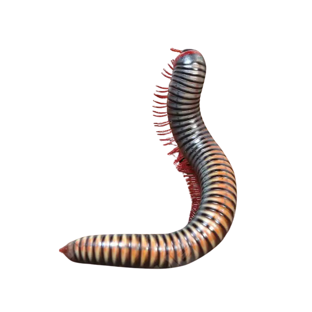 thailand-rainbow-millipede (1) thailand rainbow millipede 1