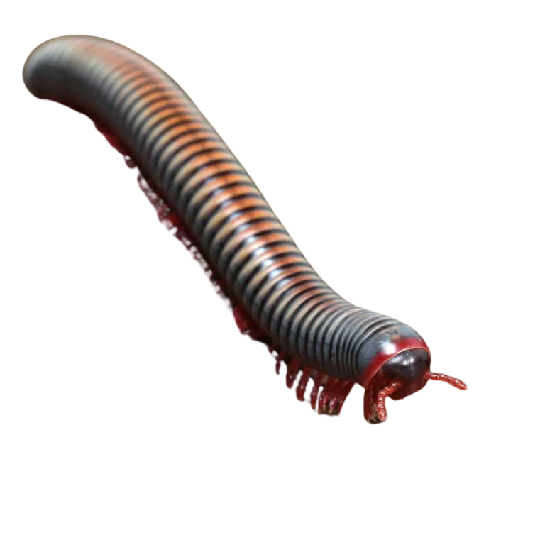 thailand-rainbow-millipede (2) thailand rainbow millipede 2