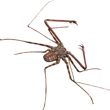 Thailand Tailless Whip Scorpion