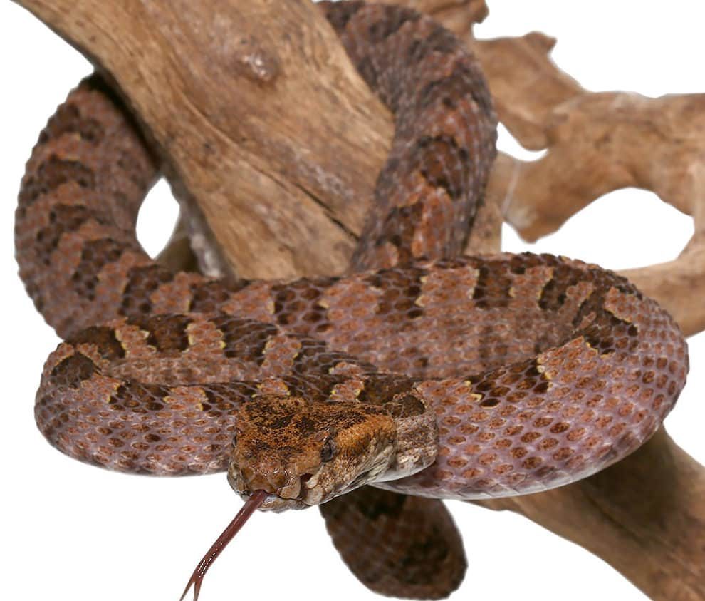 three-horned-scaled-pit-viper three horned scaled pit viper e1749883826548