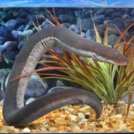 Three Toed Amphiuma