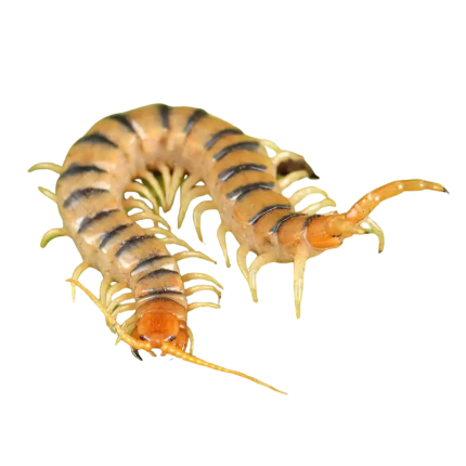 Tiger Centipede