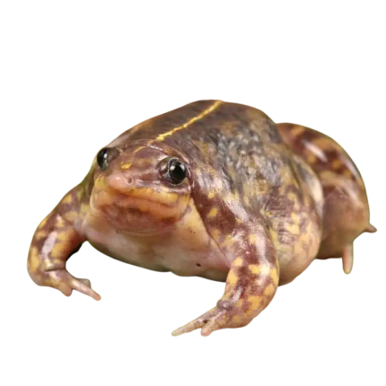 Togo Rain Frog