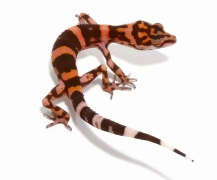 Tonaki Cave Gecko