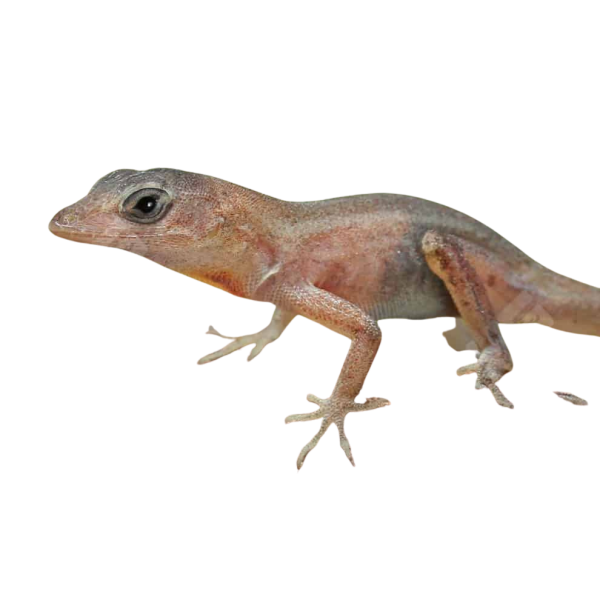 Translucent Anole
