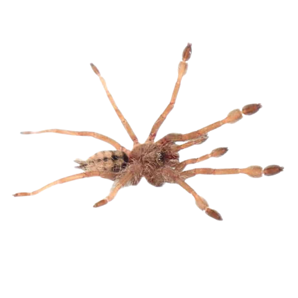 Trinidad Chevron Tarantula (.5 – 1”)