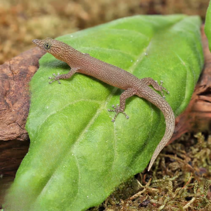 Trio Adult Ashy Gecko