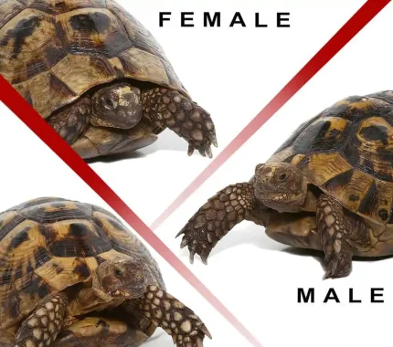 Trio Giant Greek Tortoise
