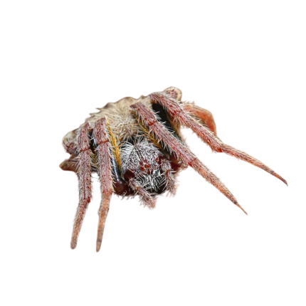 Tropical Orb Weaver (.75 – 1”)