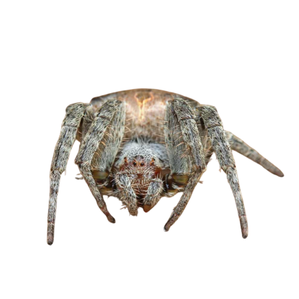 Tropical Tent-Web Spider (.75 – 1”)