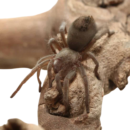 Tucson Bronze Tarantula (1 – 2”)