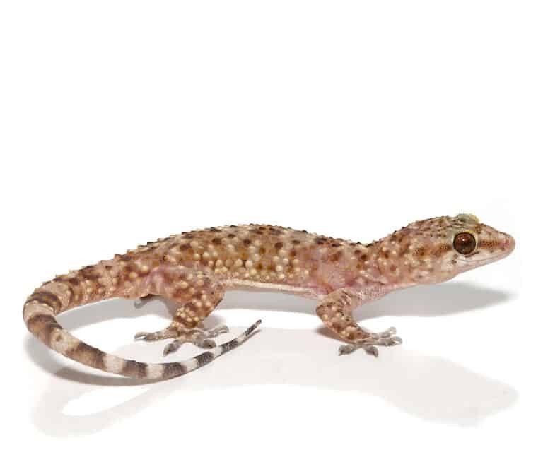 turkish-gecko turkish gecko e1748149962349