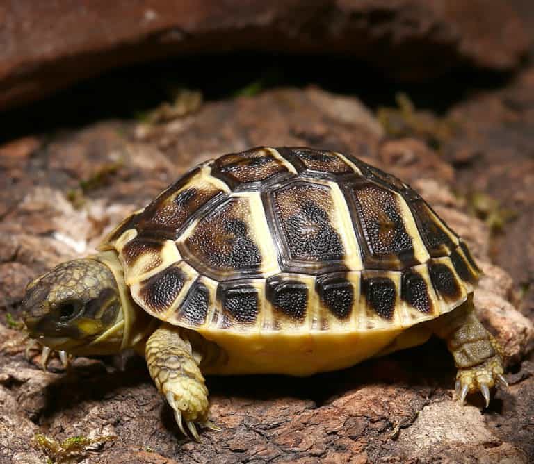 tuscan-western-hermanns-tortoise tuscan western hermanns tortoise e1750394317844