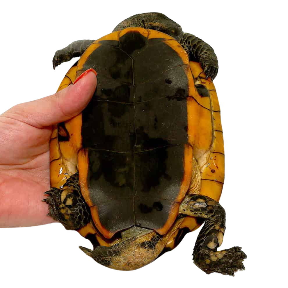 twistneck-turtle (1) twistneck turtle 1
