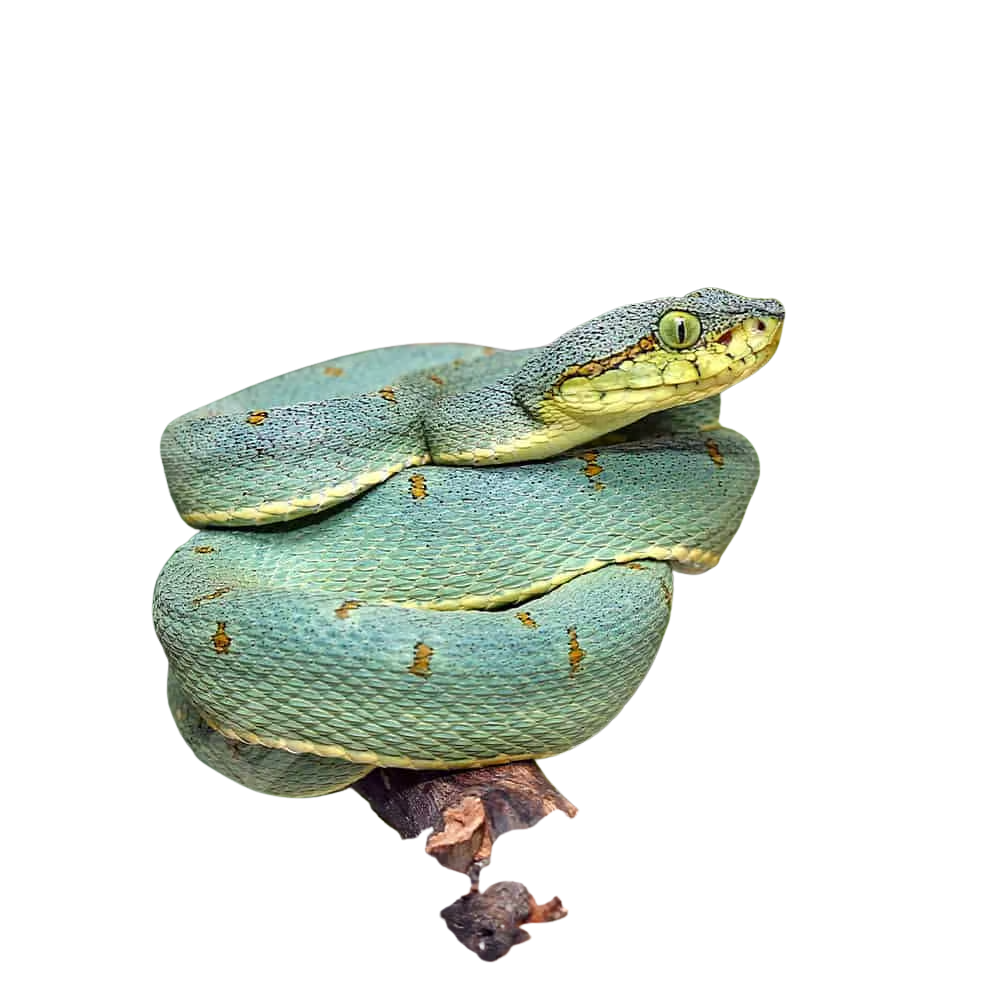 two-striped-forest-pit-viper two striped forest pit viper
