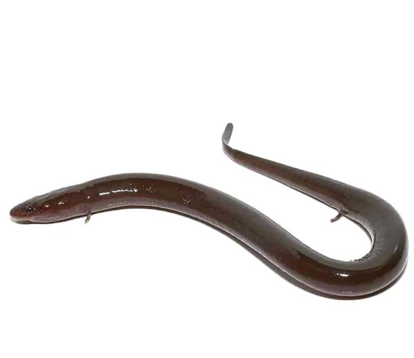 Two Toed Amphiuma