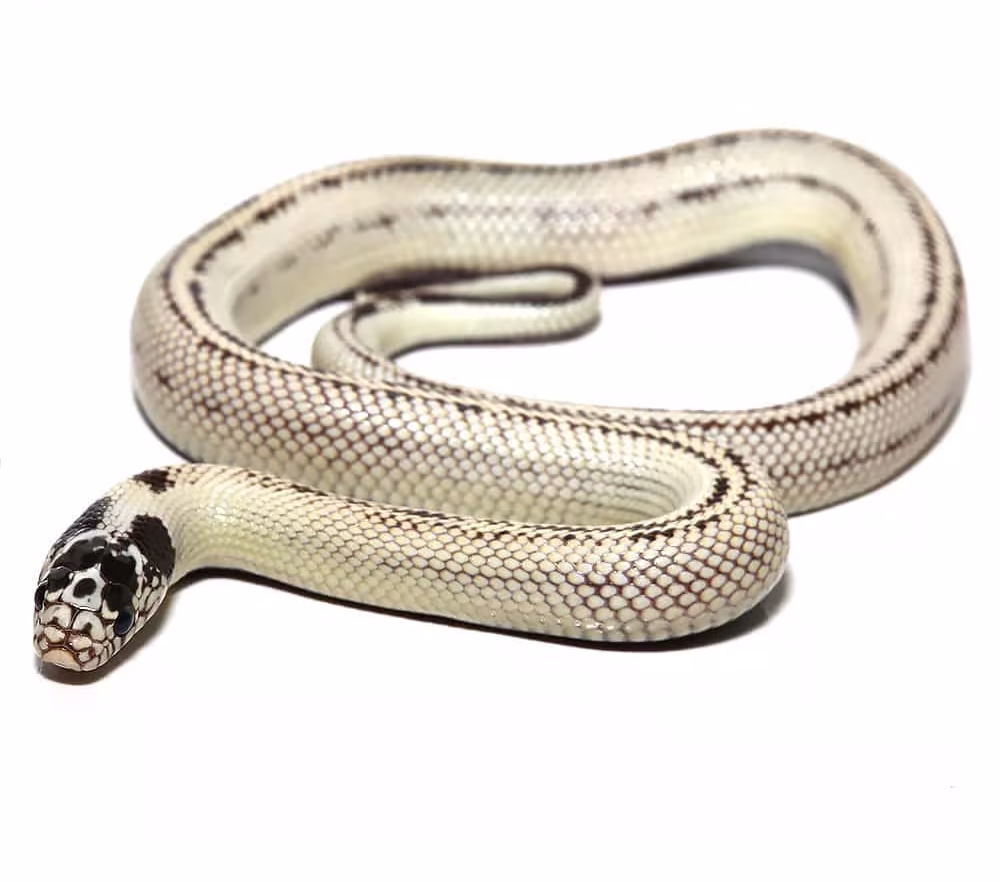 ug_baby_banana_california_kingsnake_1 ug baby banana california kingsnake 1 e1746985430575