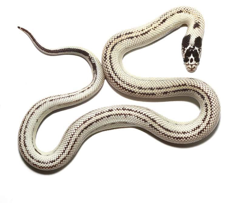 ug_baby_banana_california_kingsnake_3-768x768 ug baby banana california kingsnake 3 768x768 1 e1746985446227