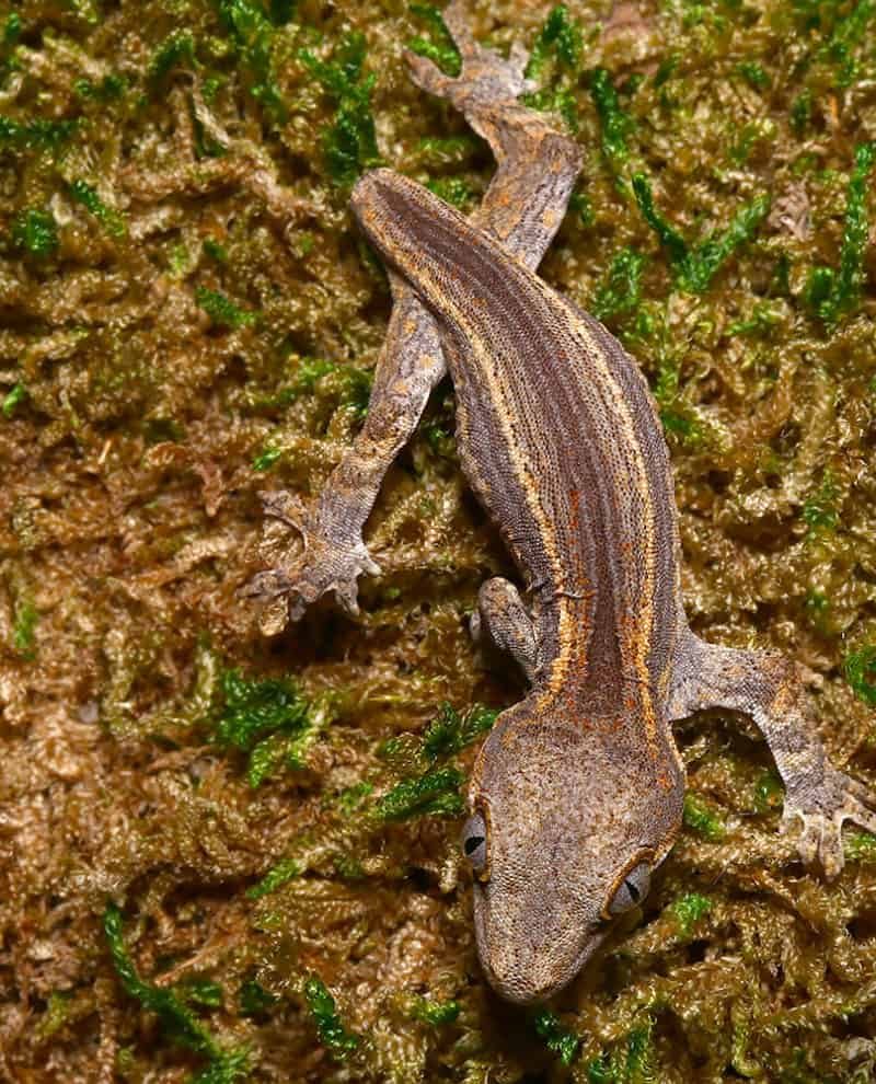 ug_baby_tailless_striped_gargoyle_gecko_4 ug baby tailless striped gargoyle gecko 4 e1746180363759