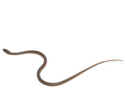 Baby West African Garter Snake