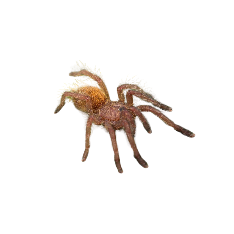 usambara-orange-starburst-baboon-tarantula-5-–-75 (1) usambara orange starburst baboon tarantula 5 – 75 1