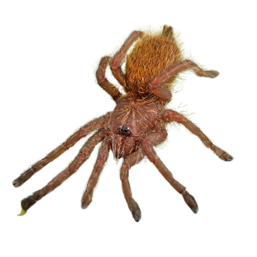 usambara-orange-starburst-baboon-tarantula-5-–-75 (2) usambara orange starburst baboon tarantula 5 – 75 2
