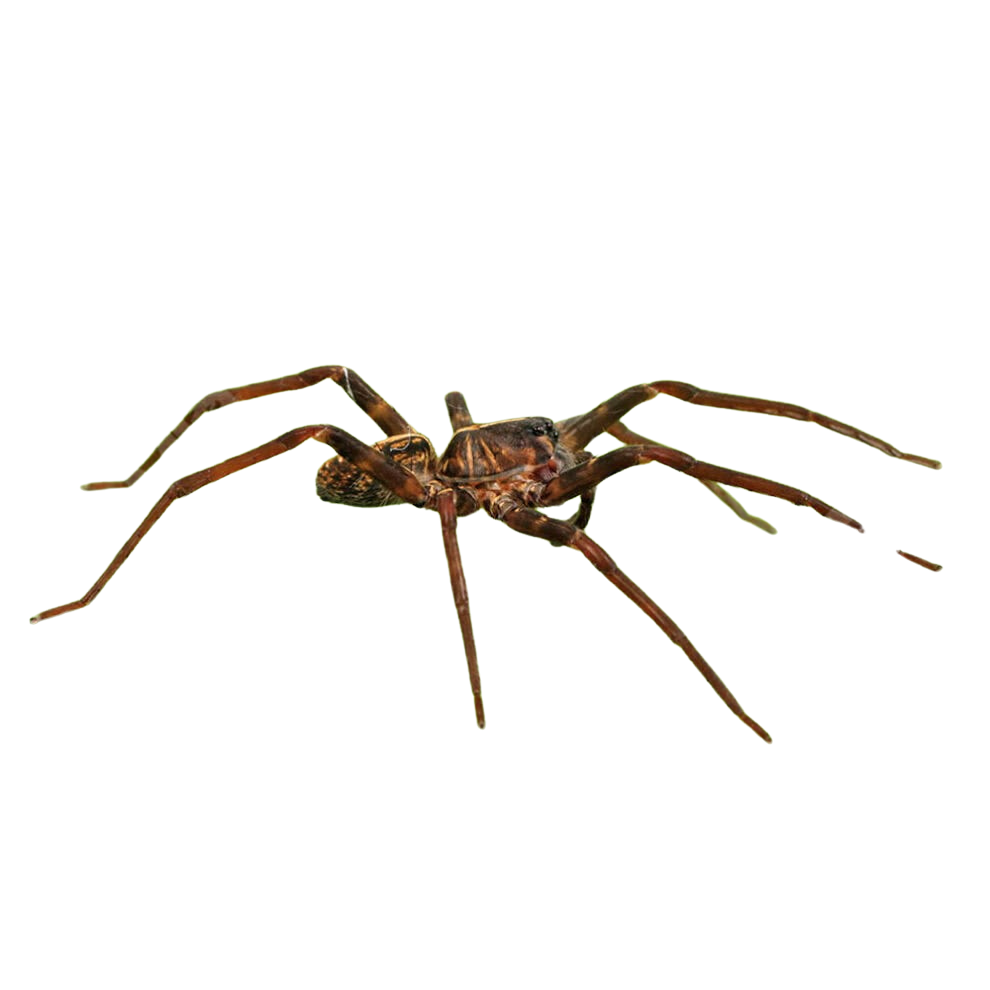 usambara-orange-starburst-baboon-tarantula-5-–-75 (3) usambara orange starburst baboon tarantula 5 – 75 3