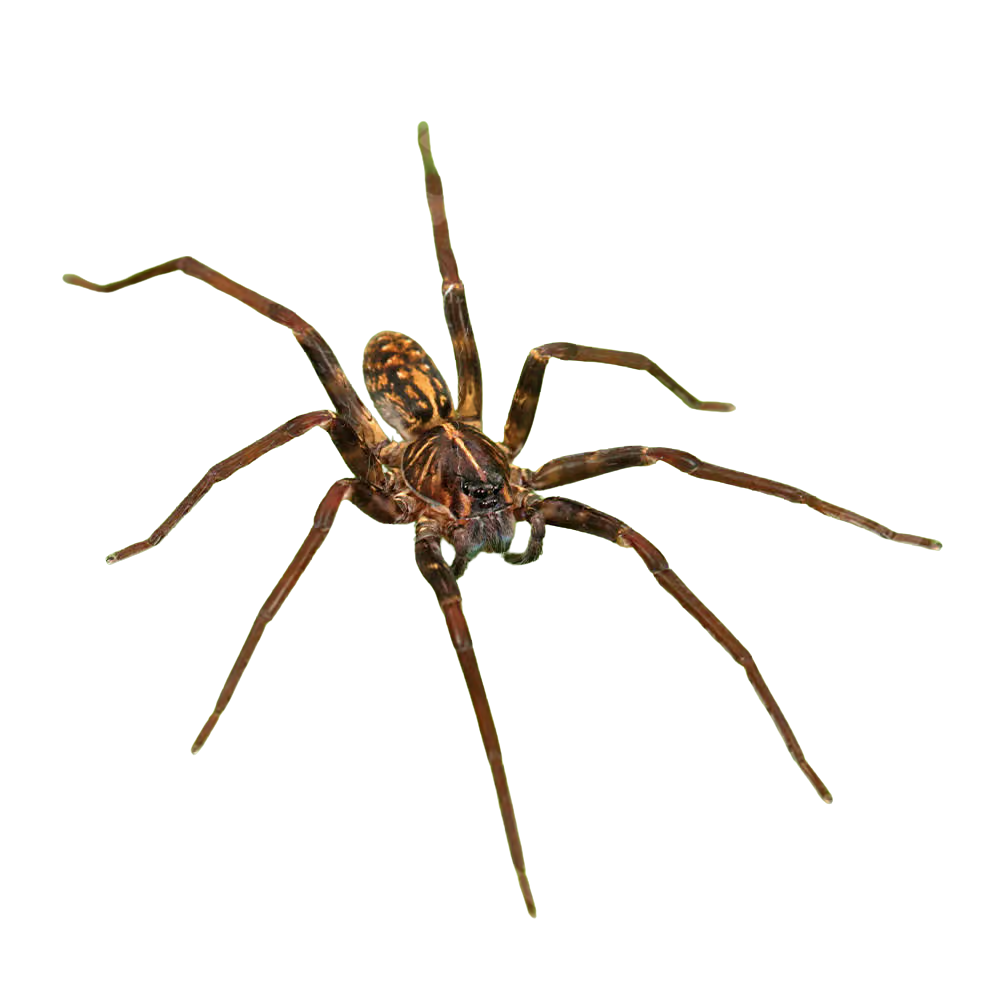 usambara-orange-starburst-baboon-tarantula-5-–-75 (4) usambara orange starburst baboon tarantula 5 – 75 4