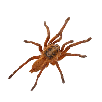Uthai Thani Orange Tarantula (3 – 5″)