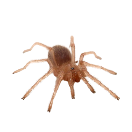 Valparaiso Rose Tarantula (.25 – .5″)