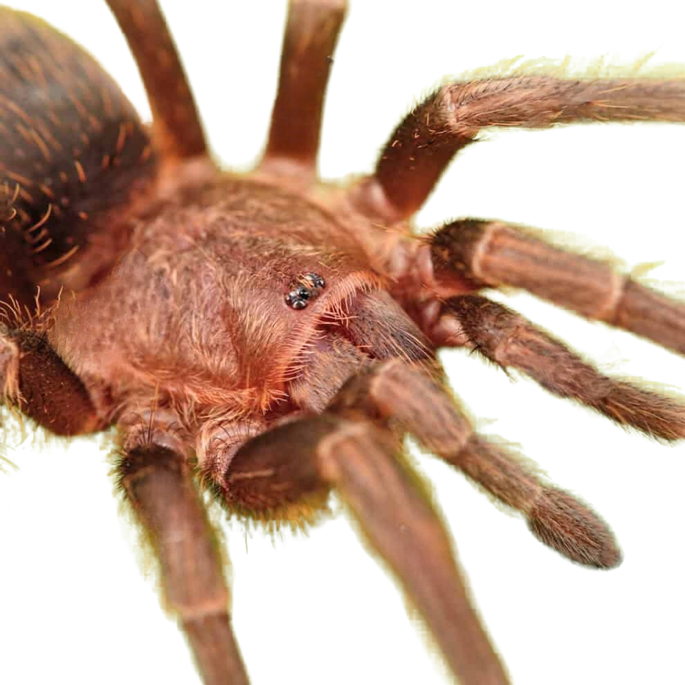 valparaiso-rose-tarantula-2″ (1) valparaiso rose tarantula 2″ 1