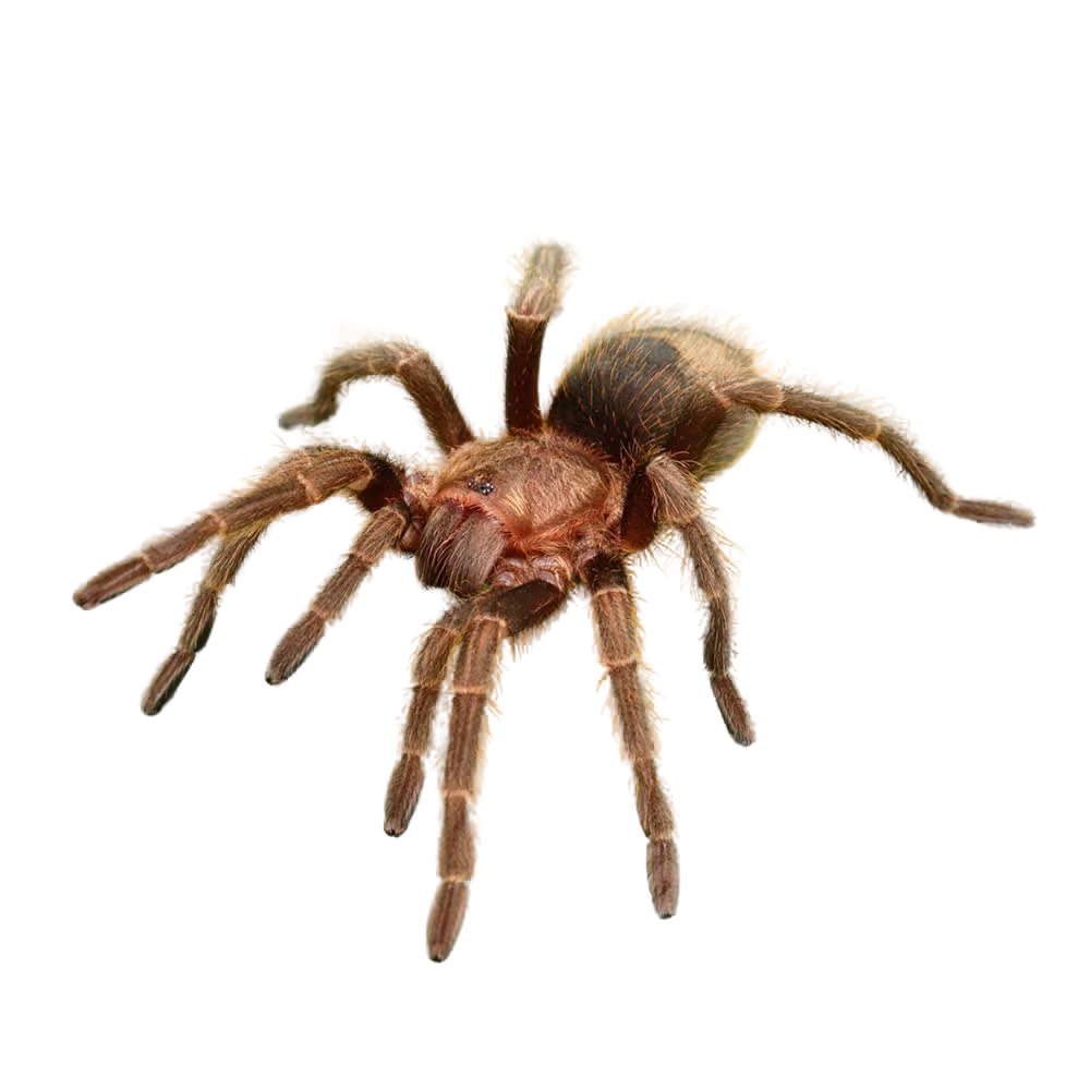 valparaiso-rose-tarantula-2″ (2) valparaiso rose tarantula 2″ 2