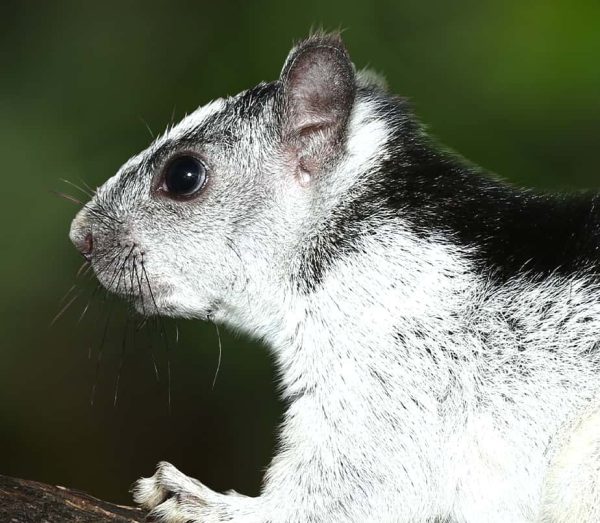 Variegated Squirrel