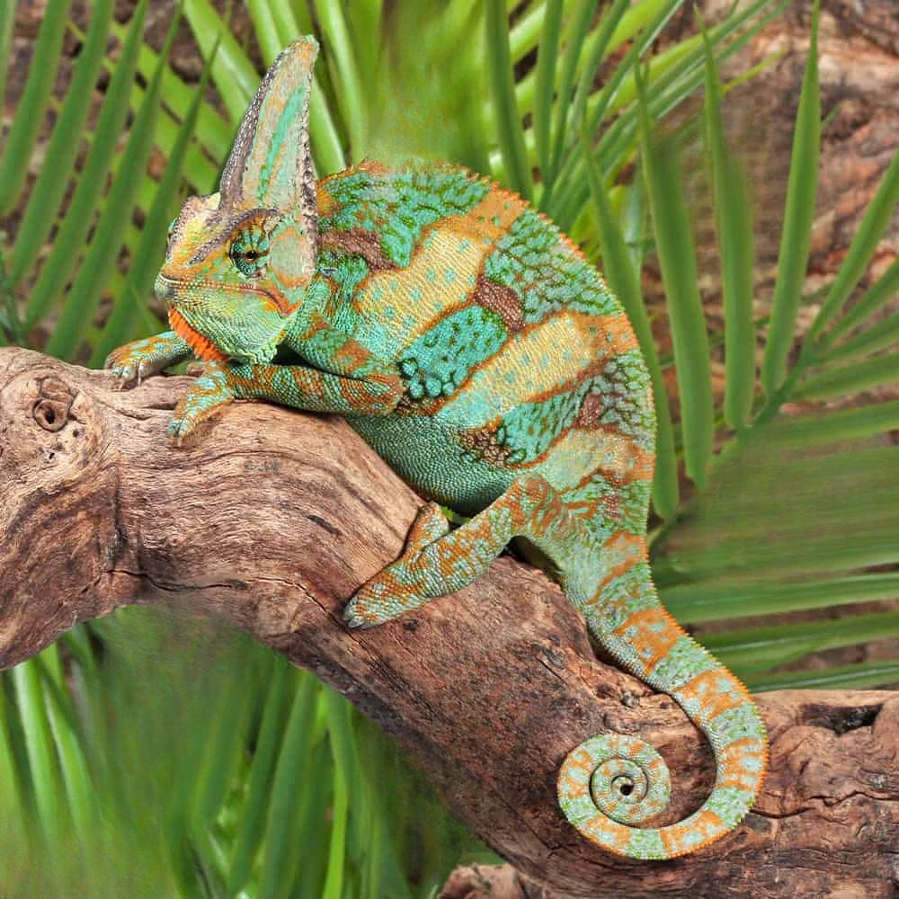 veiled-chameleon-12″ (2) veiled chameleon 12″ 2