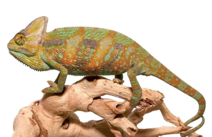 Veiled Chameleon (6-8″)