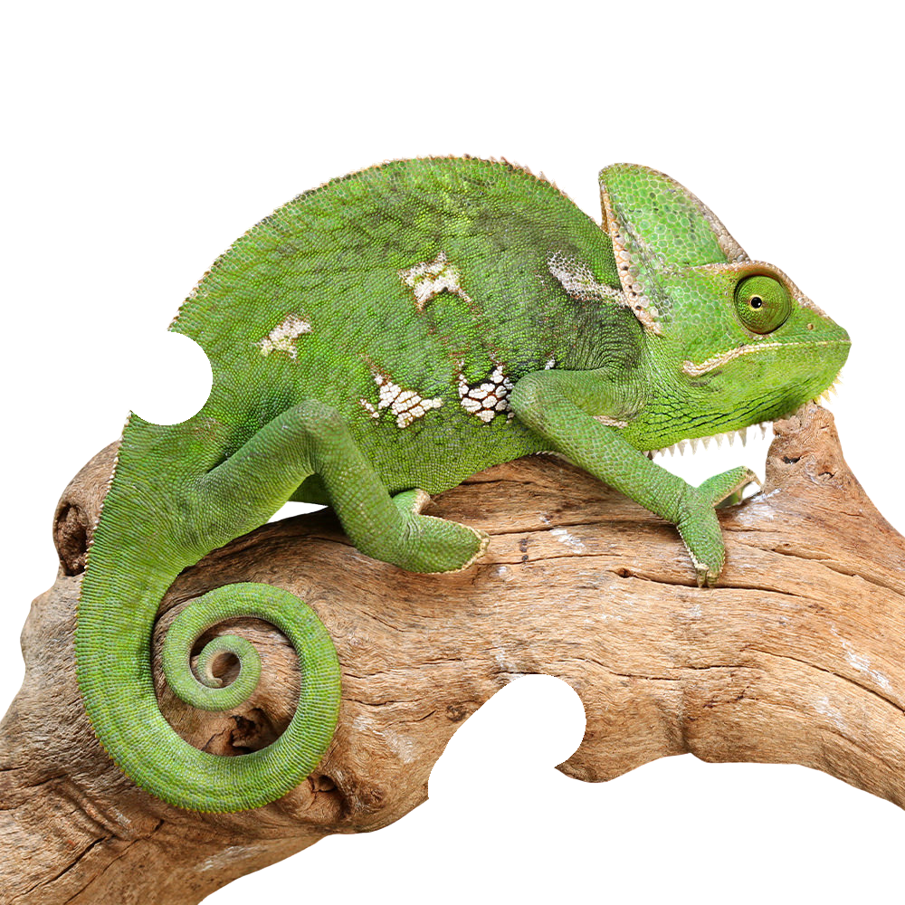 veiled-chameleon-9-11″ veiled chameleon 9 11″