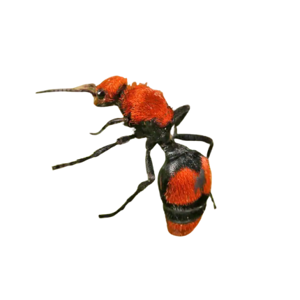 Velvet Ant