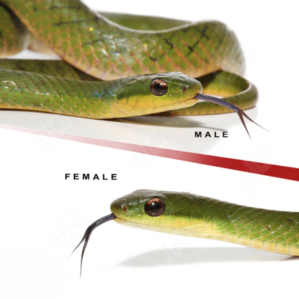 Velvet Swamp Snake Pair