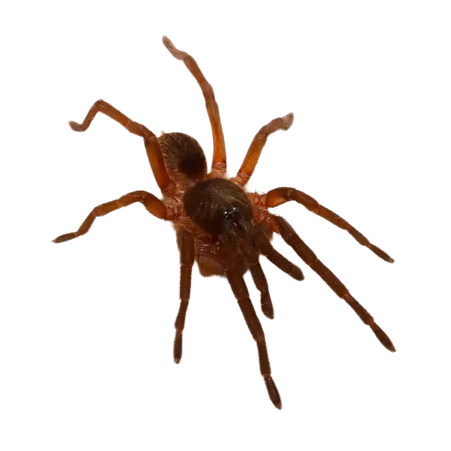 venezuelan-orange-and-bronze-tarantula-25-–-75 (1) venezuelan orange and bronze tarantula 25 – 75 1