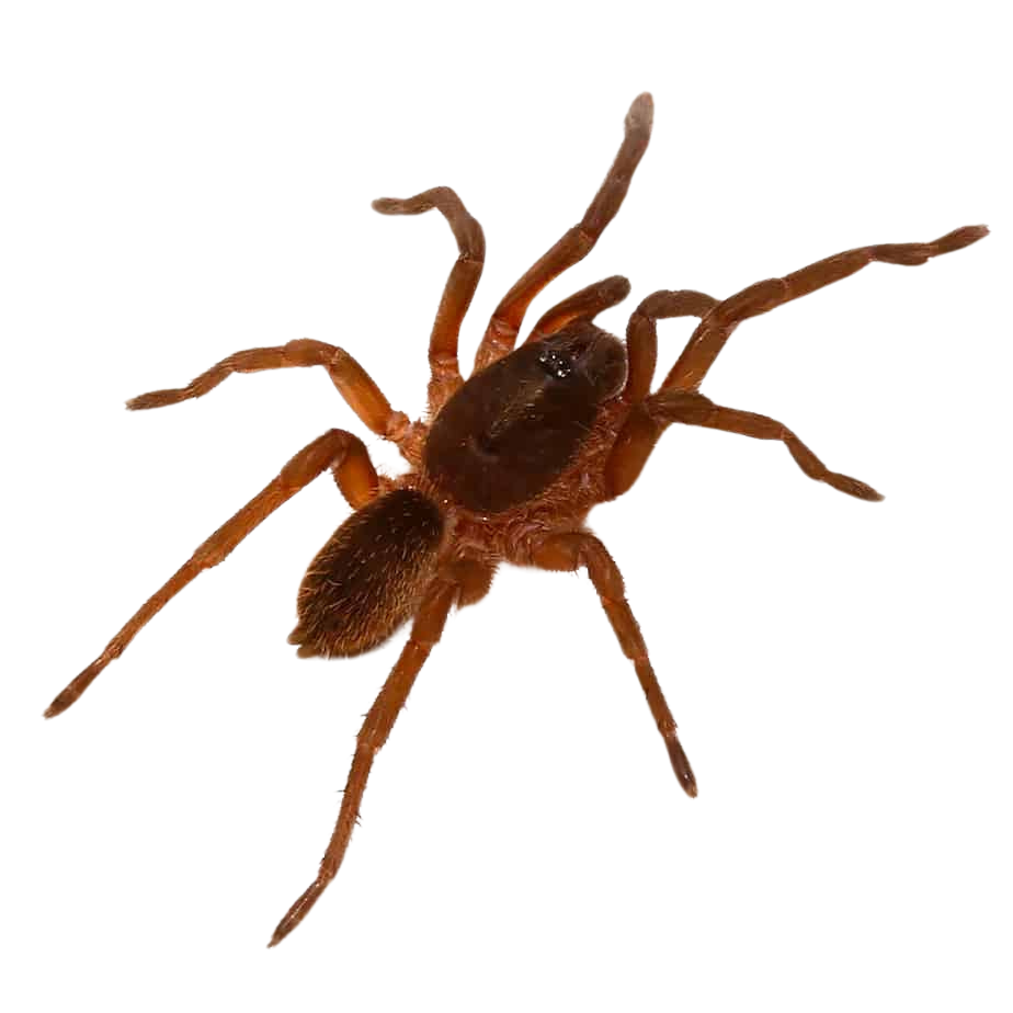 venezuelan-orange-and-bronze-tarantula-25-–-75 (2) venezuelan orange and bronze tarantula 25 – 75 2
