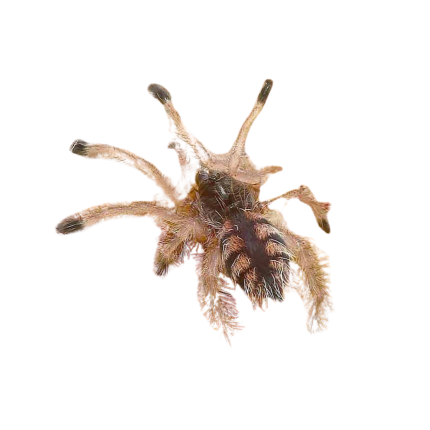 Venezuelan Redstripe Pinktoe Tarantula (.5 – 1”)