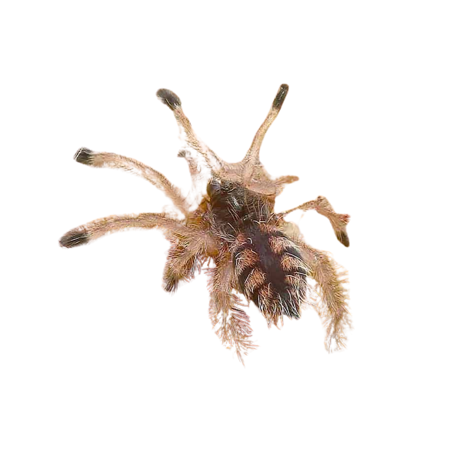 venezuelan-redstripe-pinktoe-tarantula-5-–-1 venezuelan redstripe pinktoe tarantula 5 – 1