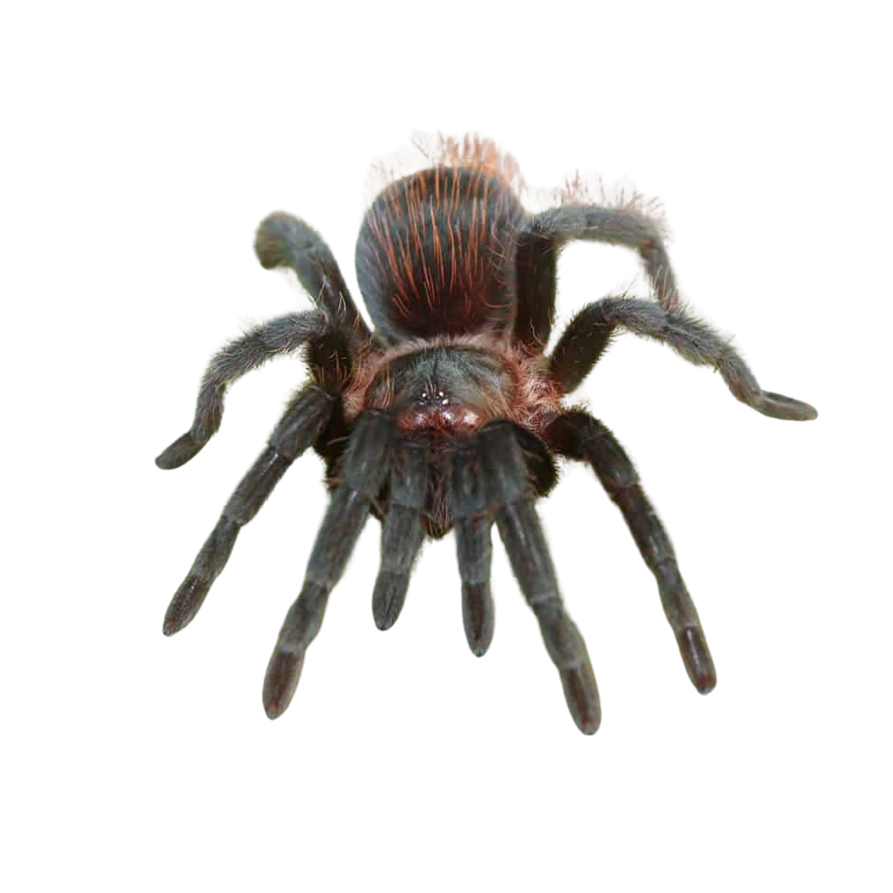veracruz-red-rump-tarantula-1 (1) veracruz red rump tarantula 1 1