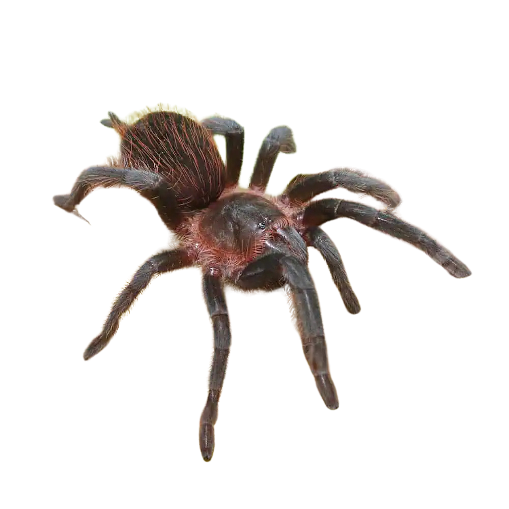 veracruz-red-rump-tarantula-1 (2) veracruz red rump tarantula 1 2