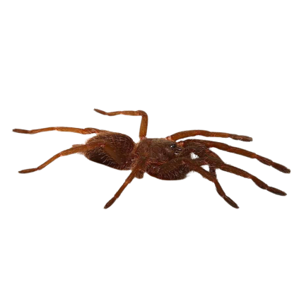 Vietnam Blue Tarantula (.5 – 1”)
