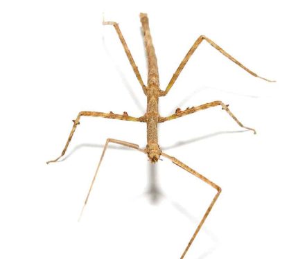 Vietnamese Walking Stick Insect