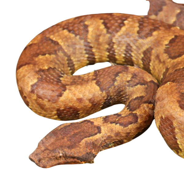 Viper Boa