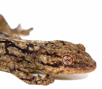 Wahlberg’s Velvet Gecko