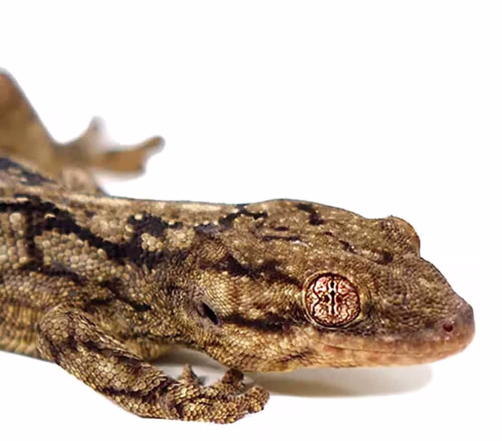 wahlbergs-velvet-gecko wahlbergs velvet gecko e1748145238224